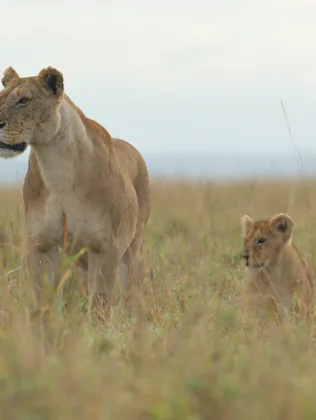In the National Geographic docuseries 'Lion,' Summer and Kio move cautiously through the grassland, ...