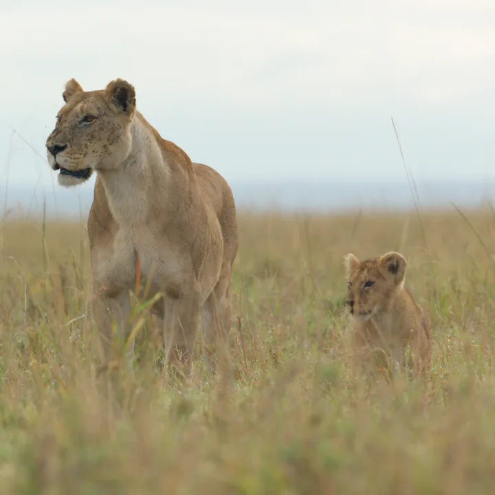 In the National Geographic docuseries 'Lion,' Summer and Kio move cautiously through the grassland, ...