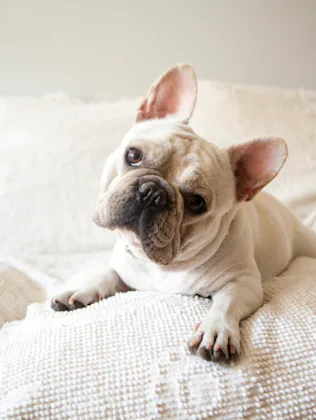 Cream-colored French bulldog lying on a textured white sofa, head tilted slightly, ears perked and f...