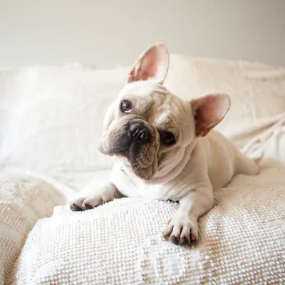 Cream-colored French bulldog lying on a textured white sofa, head tilted slightly, ears perked and front paws stretched forward, looking at camera.