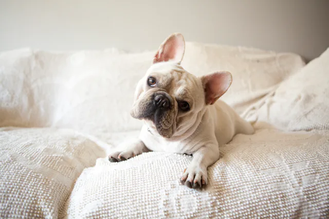 Cream-colored French bulldog lying on a textured white sofa, head tilted slightly, ears perked and f...