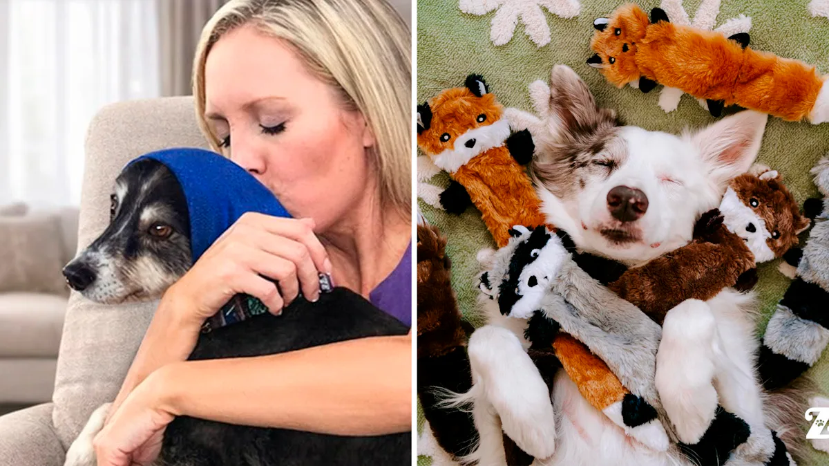 40 Weird Hacks That Make Your Dog Behave So Much Better