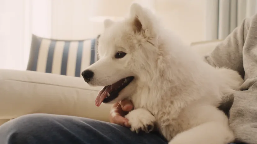 Taylor Swift and Travis Kelce's dog