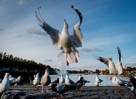 A seagull flies near a small lake in Schwerin, eastern Germany