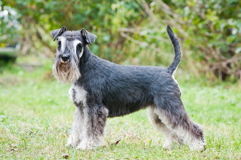 Miniature Schnauzers are one of the best low maintenance dog breeds for people who work full time.