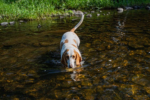 The best low maintenance dog breeds for people who work full time.