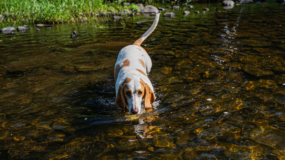 15 Best Low Maintenance Dog Breeds For People Who Work Full Time