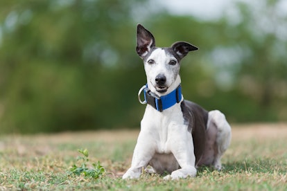 Greyhounds are one of the best low maintenance dog breeds for people who work full time.