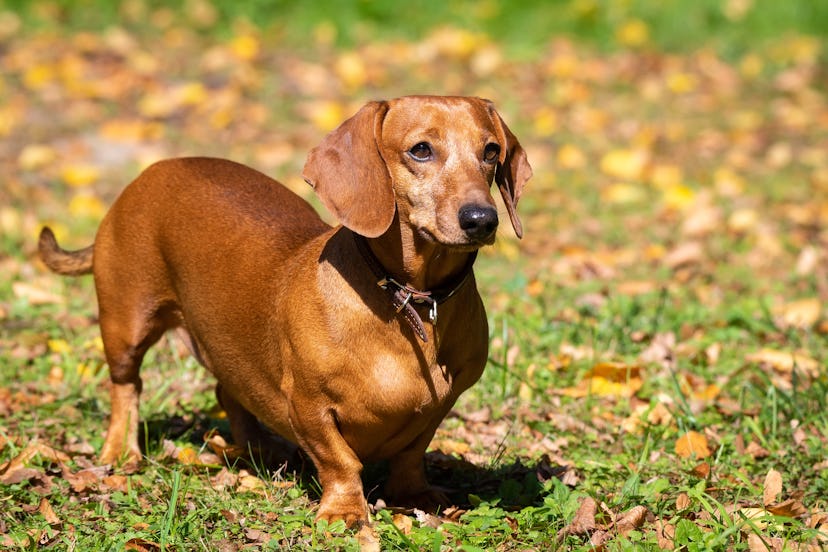 Dachshunds are one of the best low maintenance dog breeds for people who work full time.