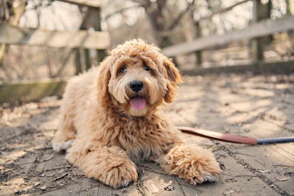 Labradoodles are one of the best low maintenance dog breeds for people who work full time.