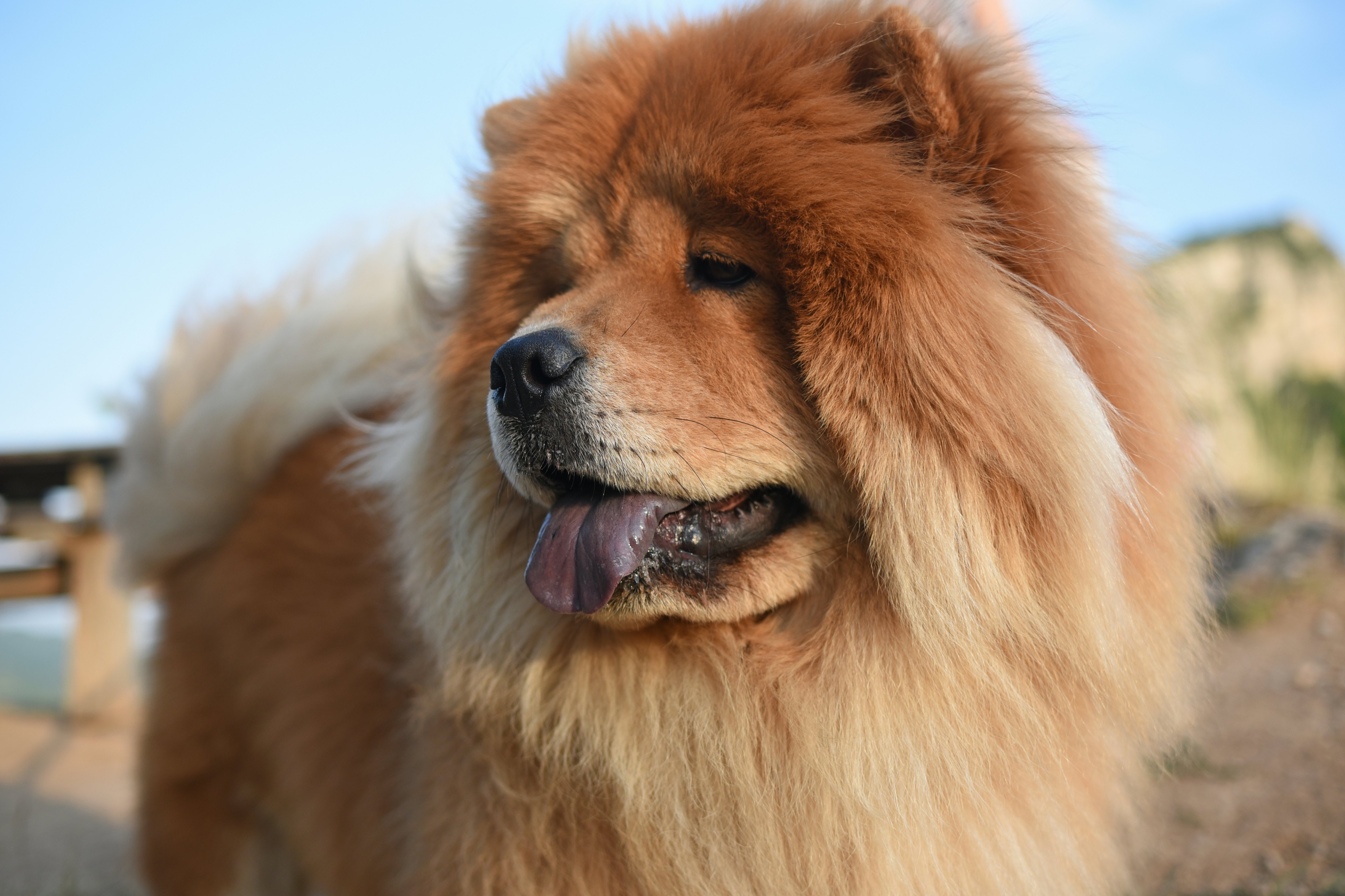 dog breeds without separation anxiety