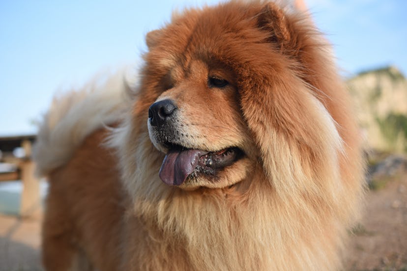 Chow chows are one of the best low maintenance dog breeds for people who work full time.