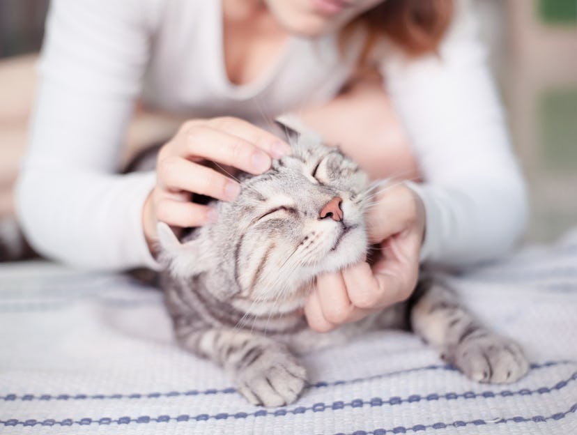 happy cat lovely comfortable sleeping by the woman stroking hand grip at . love to animals concept .