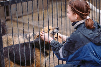 Volunteer at a shelter to help advocate for animals during Dogtober.