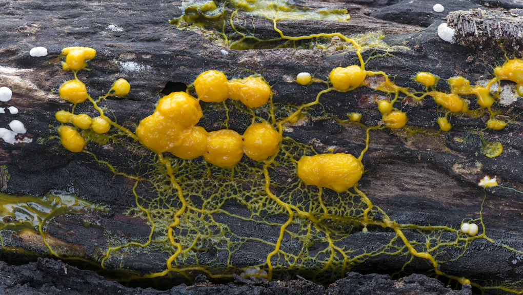Yellow Slime Mold Blob Goes On Display At Paris Zoological Park yellow-slime-mold-blob-goes-on-display-at-paris-zoological-park