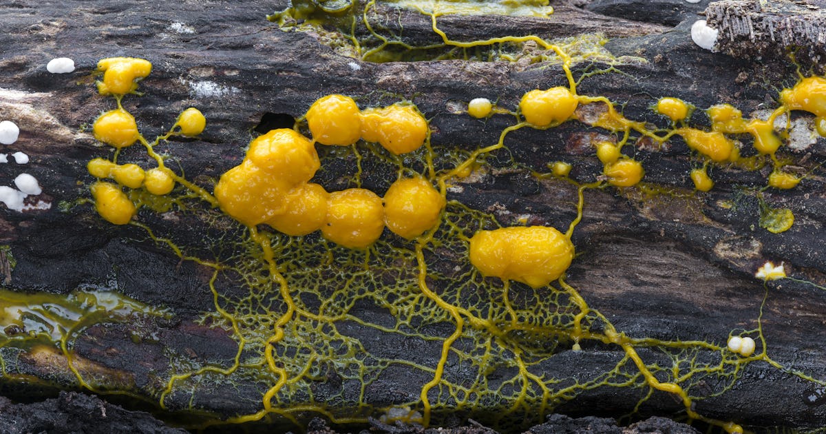 Yellow slime mold blob goes on display at Paris Zoological Park