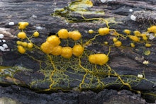 Many-headed slime (Physarum polycephalum) on deadwood, Hesse, Germany