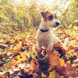 Dog in autumn leaves. Fall