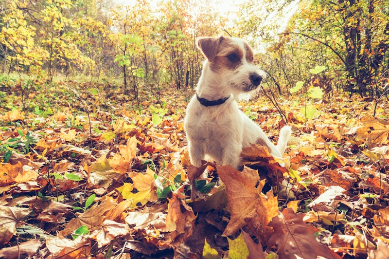 Dog in autumn leaves. Fall