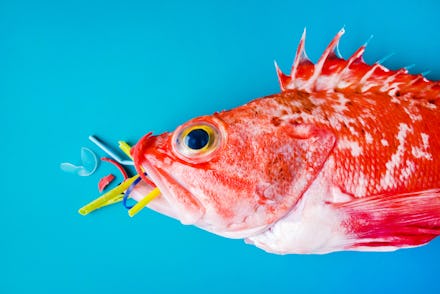 Red fish (Blackbelly Rosefish) on a blue background, eats plastics and microplastics. Concept of pol...