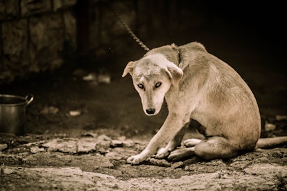 Help chained dogs during Dogtober
