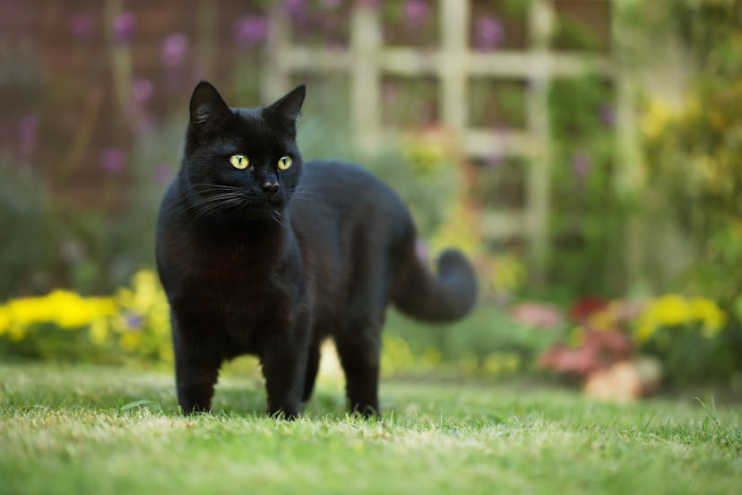 Close up of a black cat on the grass in the backyard