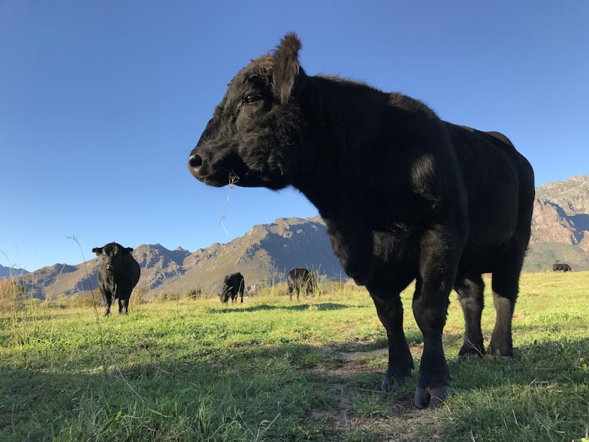 Black Angus Bull, South Africa