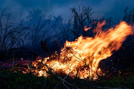 Forest fire Bushes are burning, the air is polluted with smoke. Fire, close-up.