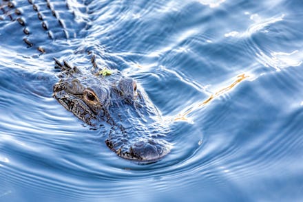 A wild, American Alligator (Alligator mississippiensis) swims toward camera in a central Florida pon...