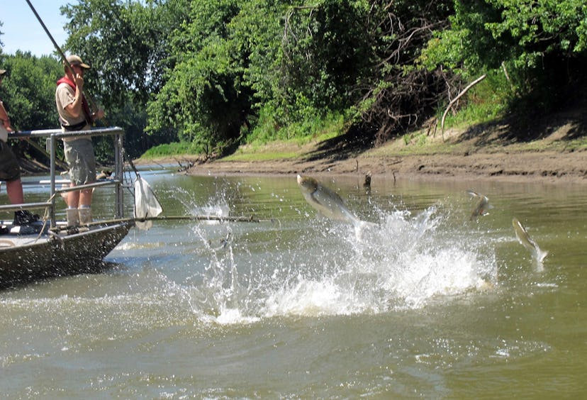 Asian carp jump from the Illinois river as scientists aboard a research boat activate an electric cu...