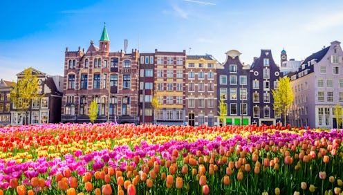 Traditional old buildings and tulips in Amsterdam, Netherlands