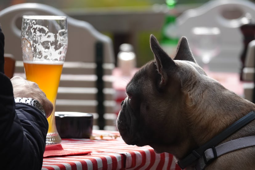 Breweries are getting involved in Dogtoberfest, naturally. 