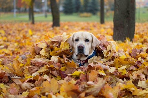 Dogtober events are taking place across the country in the month of October. 