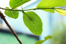 guava tree and leaves