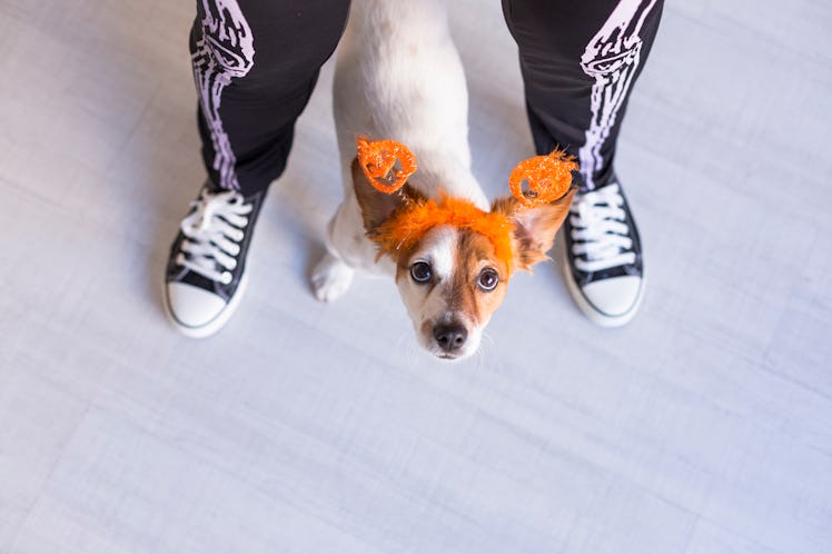Top view of a young woman wearing skeleton pants with her small dog wearing pumpkin ears is a cute p...