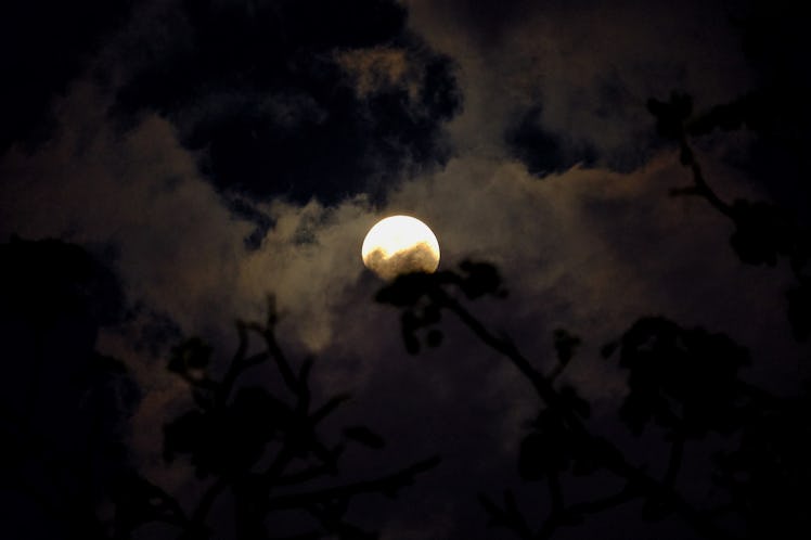 Spooky sky with adead tree branches shadow in the dark night with blur cloudy moonlight 
