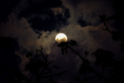 Spooky sky with adead tree branches shadow in the dark night with blur cloudy moonlight 