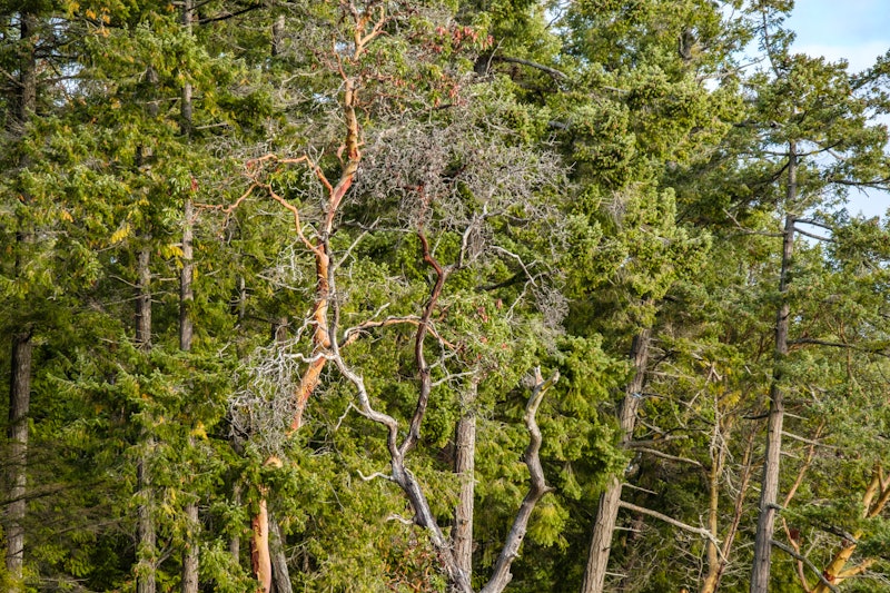 few arbutus trees outside pine forest with leafless branches in the park