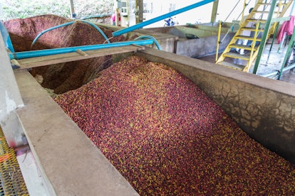 Coffee process in coffee factories at Doi Chaang in Thailand.