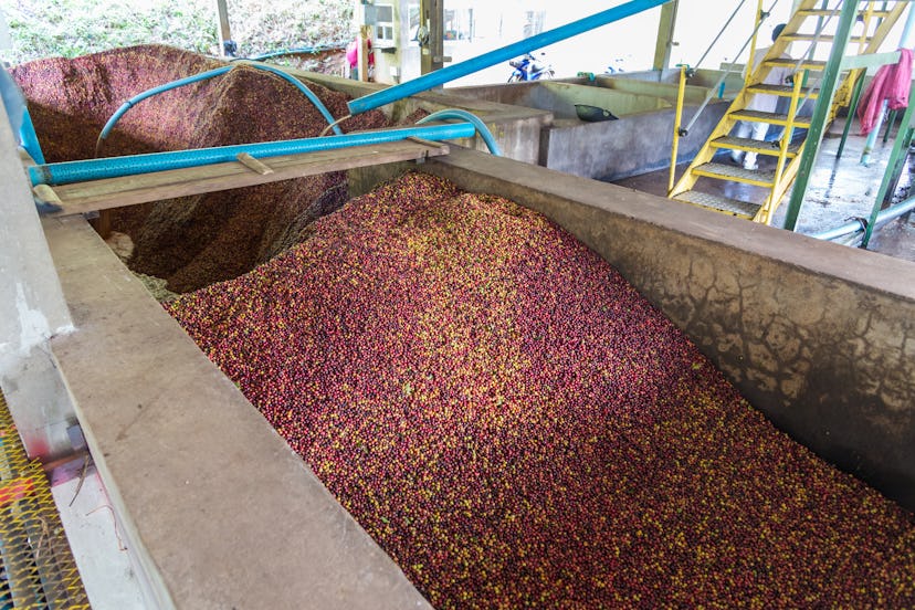 Coffee process in coffee factories at Doi Chaang in Thailand.