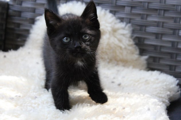Black kitten sitting on sheepskin