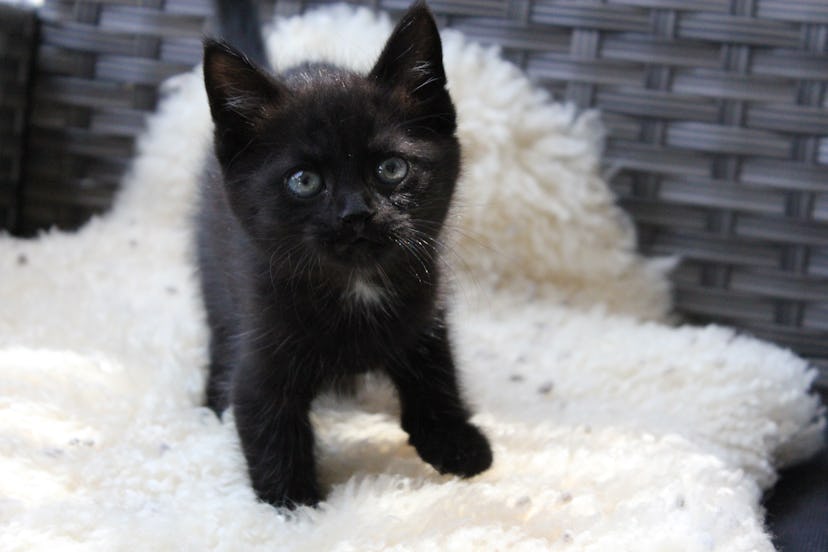 Black kitten sitting on sheepskin