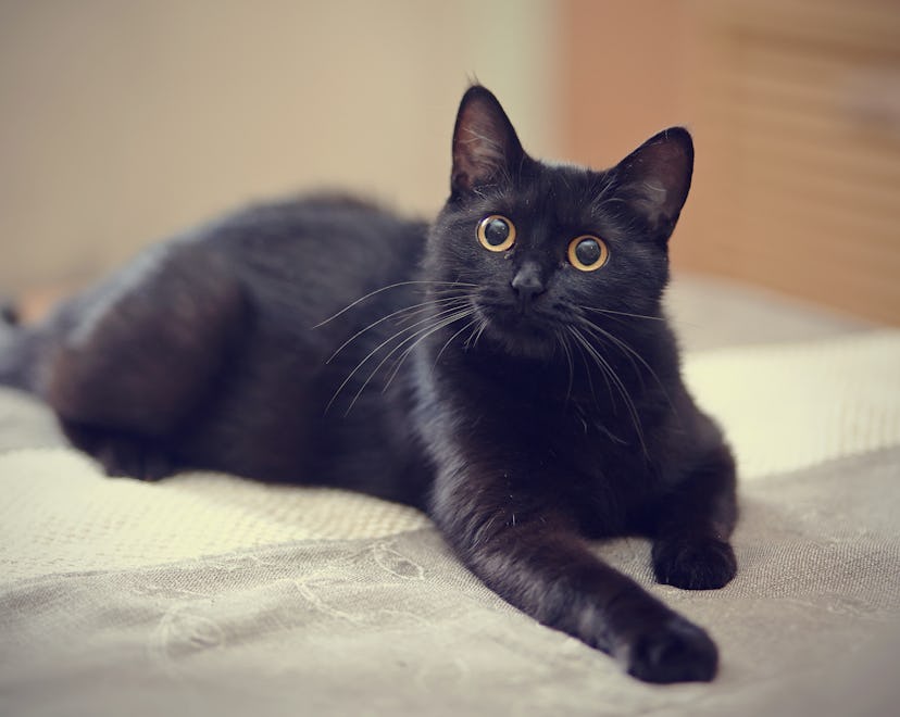 The black cat with yellow eyes lies on a sofa.