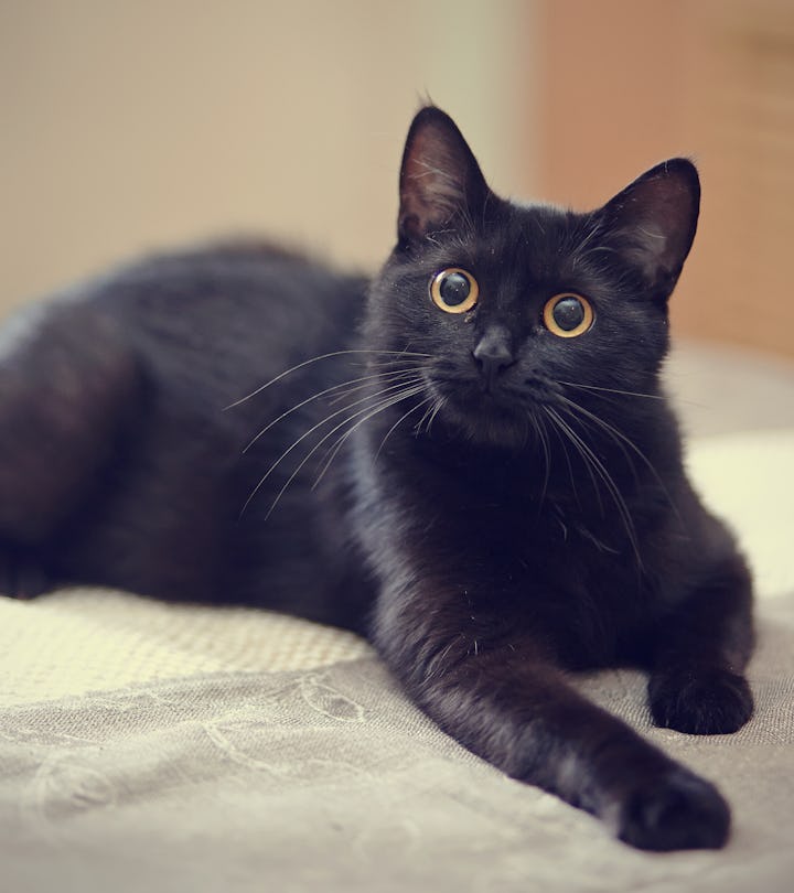 13 Fascinating Facts About Black Cats