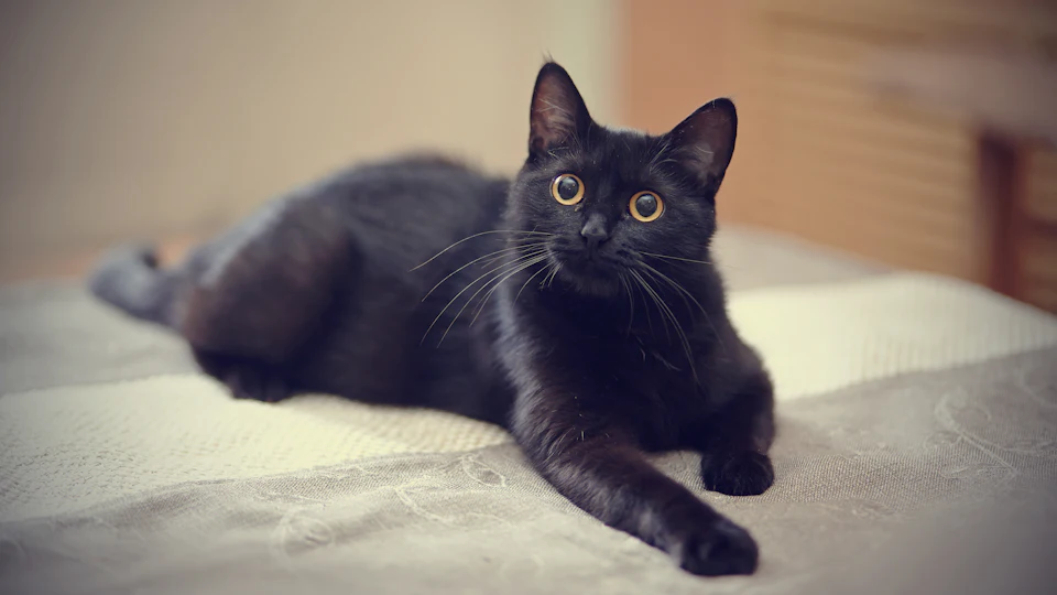 8 Fascinating Facts About Black Cats Because They Re Not Spooky At All