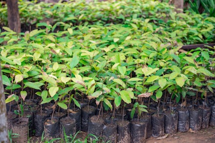 Seedlings for reforestation for a good environment.