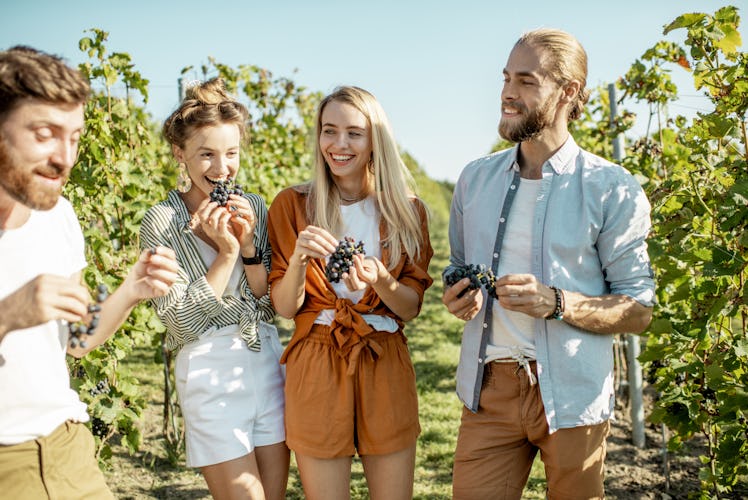 A group of a friends eats grapes on a winery vacation on a sunny day in the summer with grape vines ...