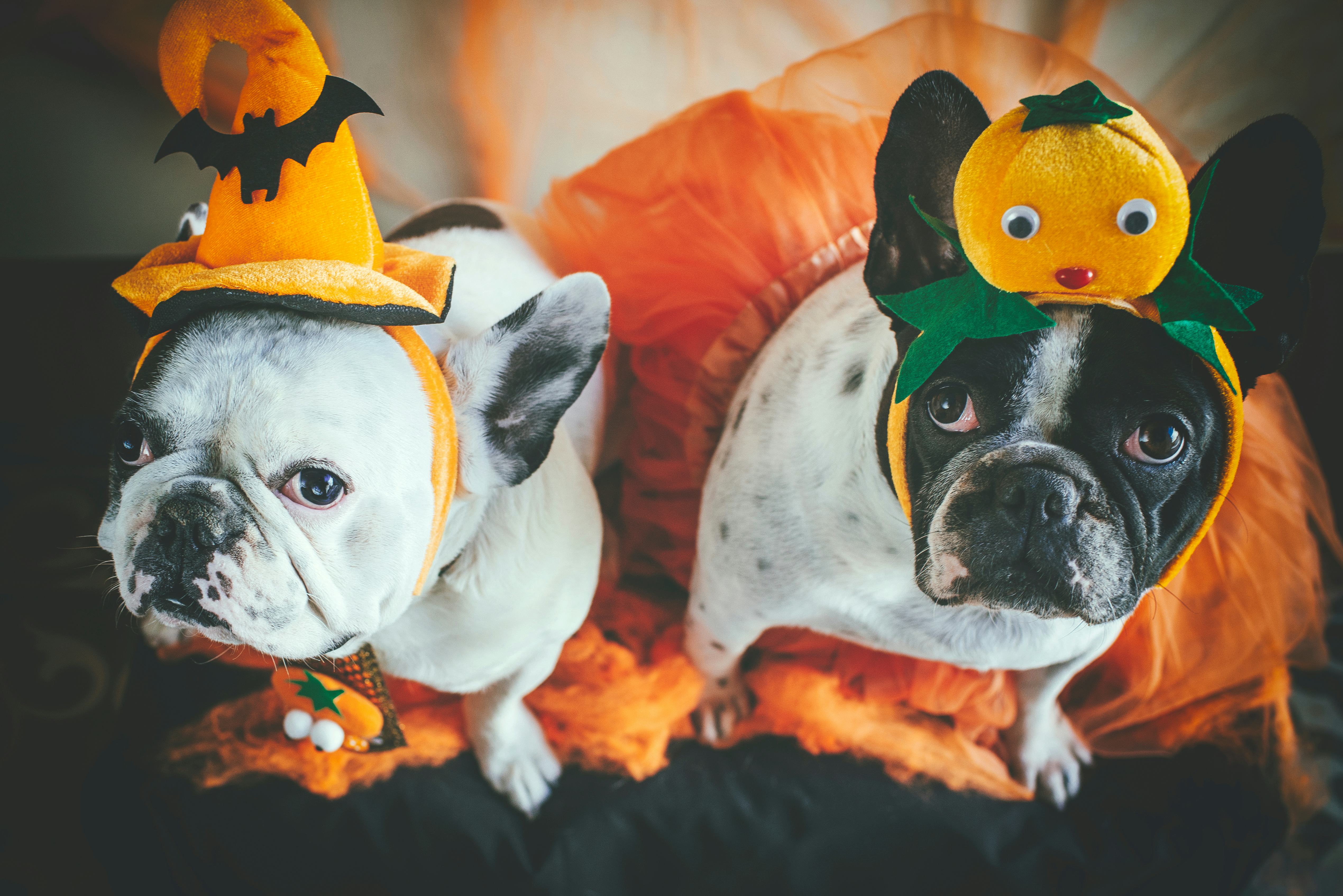 Dog matching outlet costumes