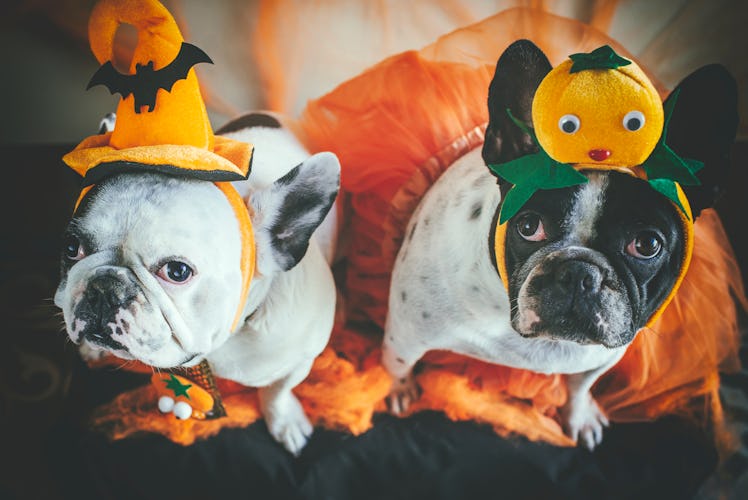 Couple of dogs with halloween costume