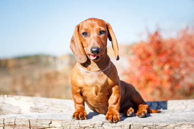 sweet dachshunds puppies outdoor, october dog names 